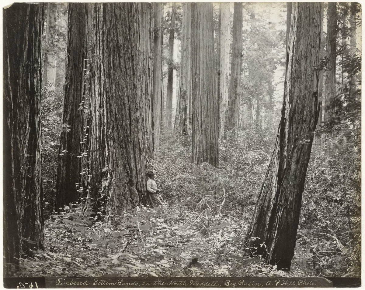 Historic black-and-white photograph of the Big Basin redwood forest on the north Waddell, from around 1900