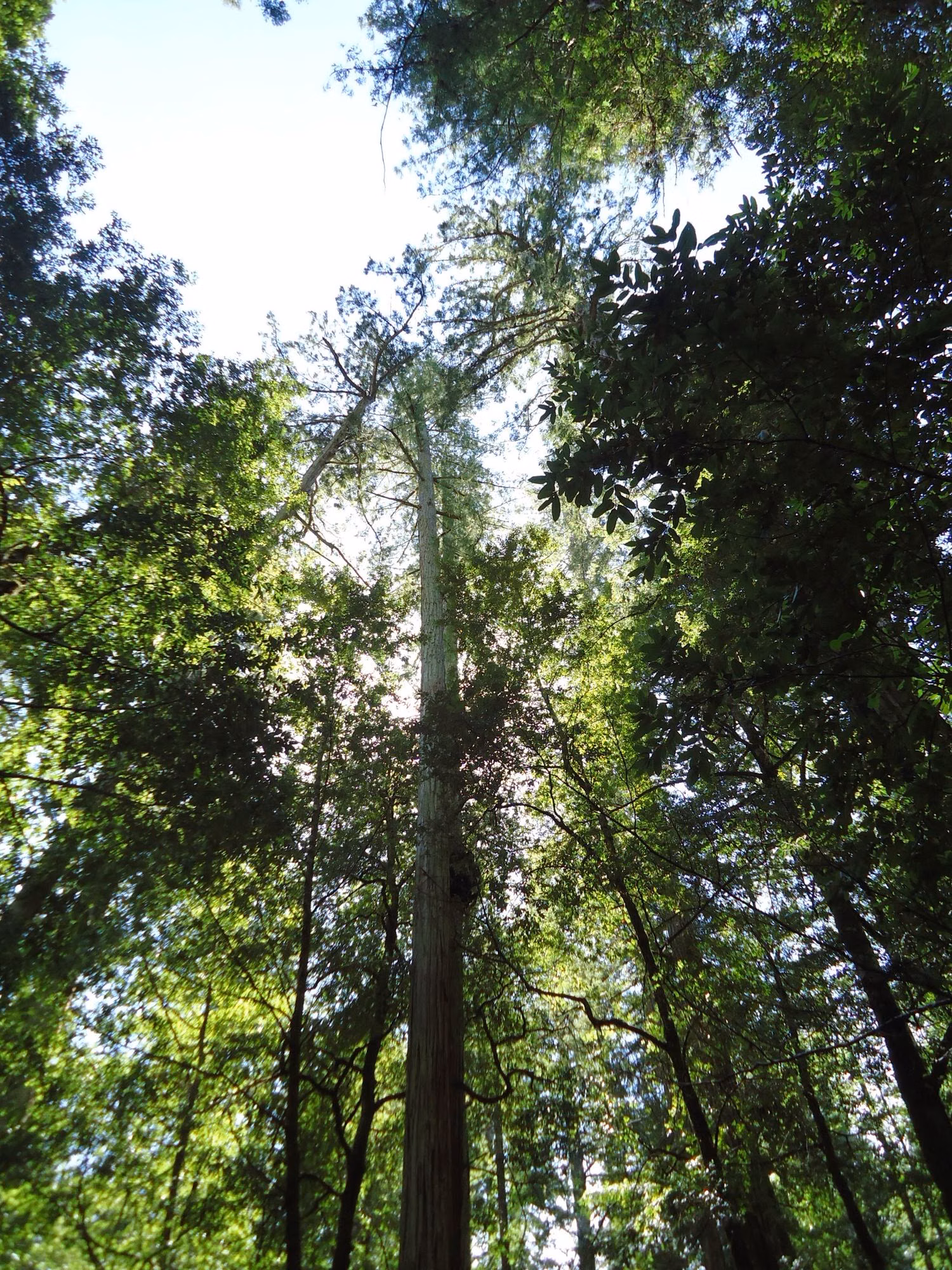 Redwood trunks rising into a green canopy at Big Basin Redwoods State Park