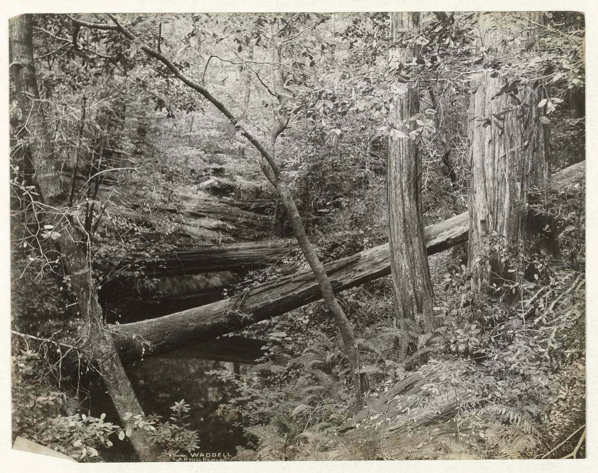 Historic photograph of Waddell Creek running through old-growth forest, from the Rijksmuseum collection