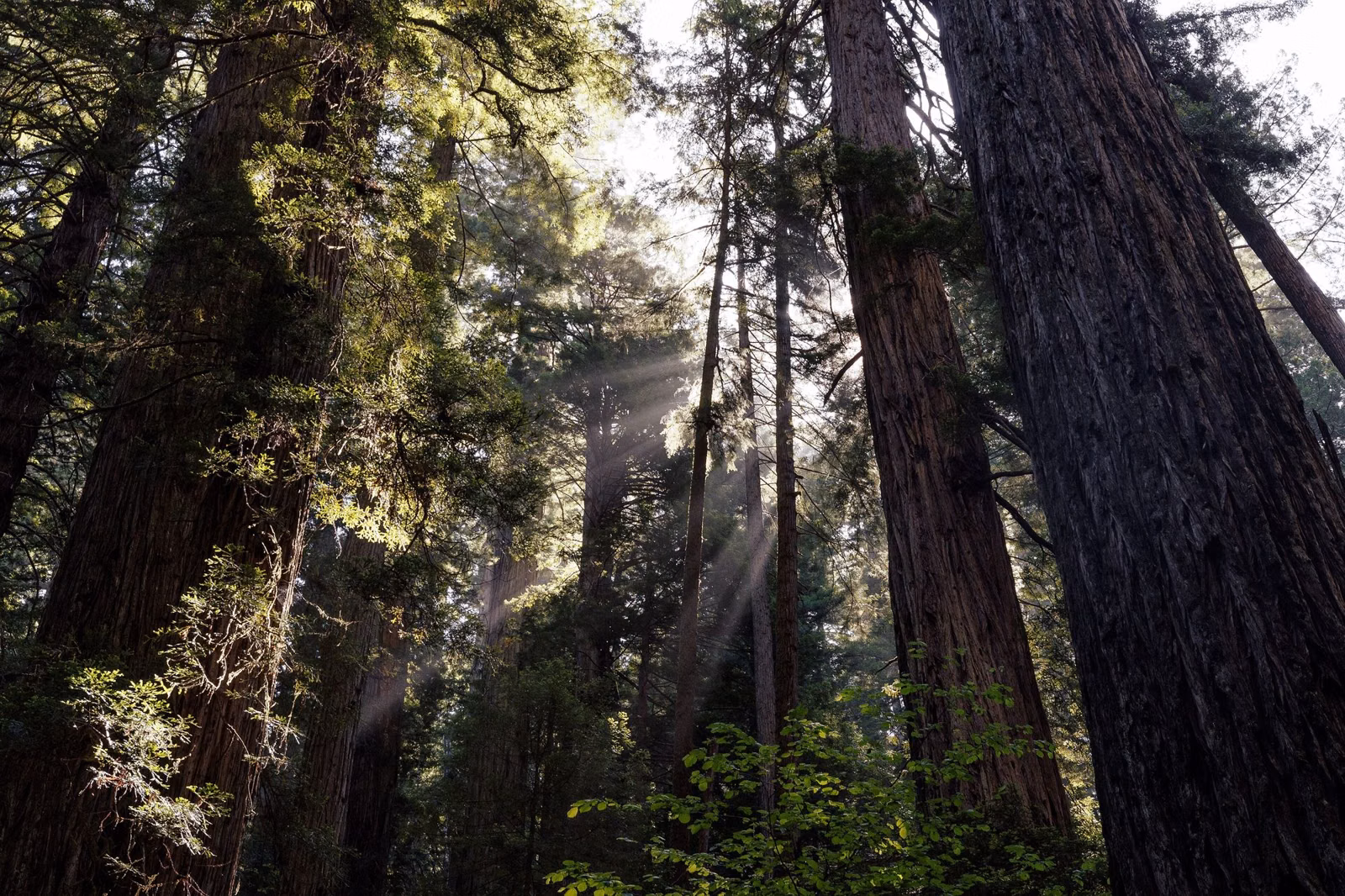Sun rays slanting between old-growth redwoods
