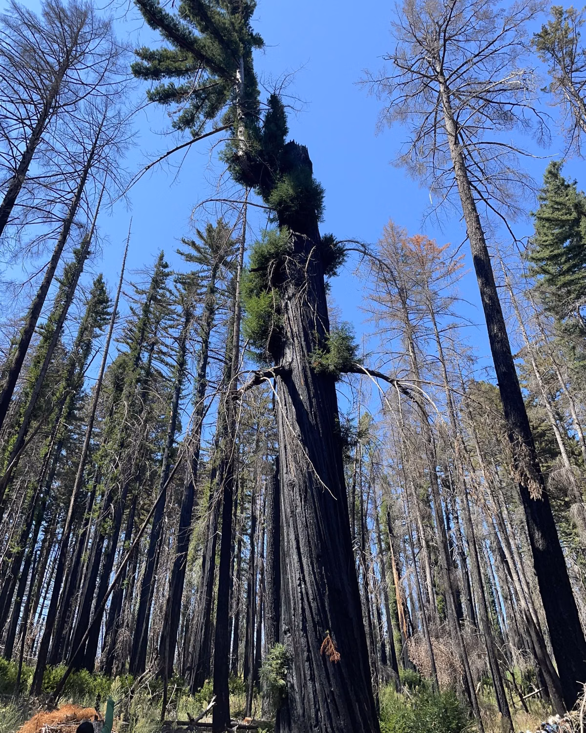 Burned redwoods in Big Basin Redwoods State Park in 2022, their trunks sprouting new foliage after the CZU Lightning Complex Fire