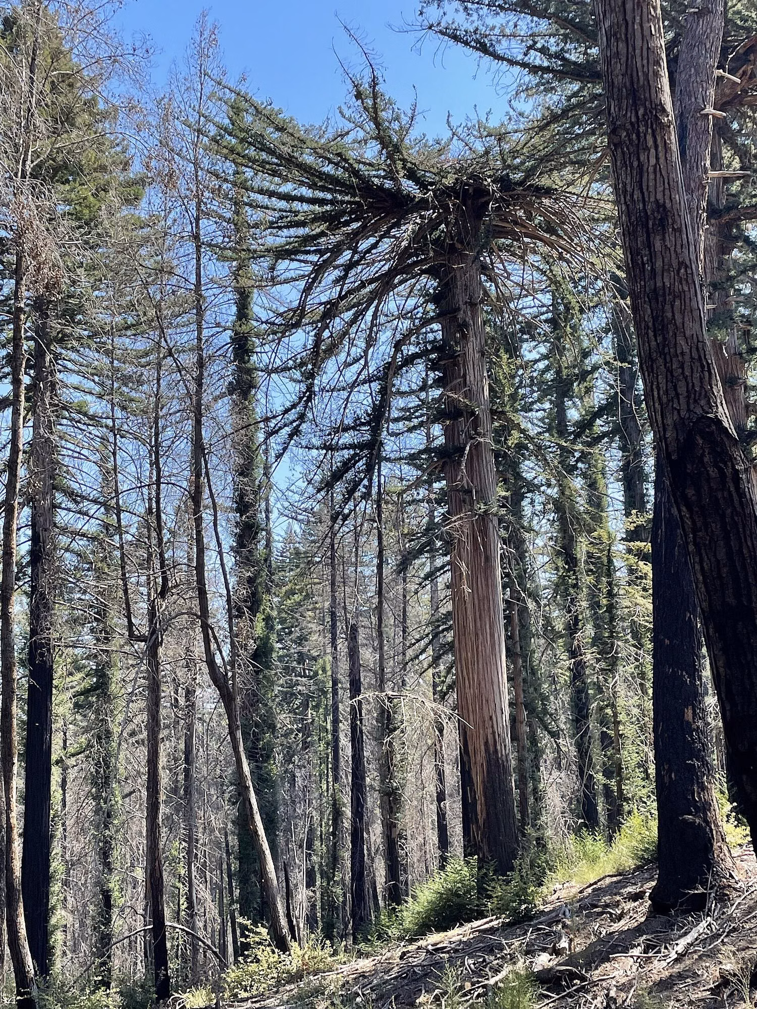 Fire-blackened redwood trunks covered in new green sprouts two years after the 2020 CZU fire in Big Basin Redwoods State Park