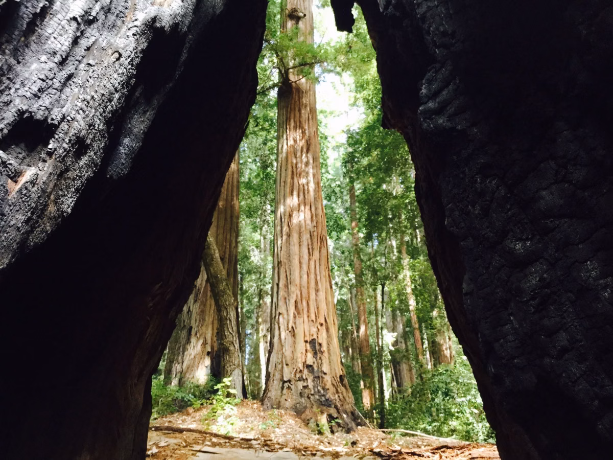 View through a hollow fire-scarred redwood toward the old-growth grove at Big Basin, taken three days before the 2020 fire