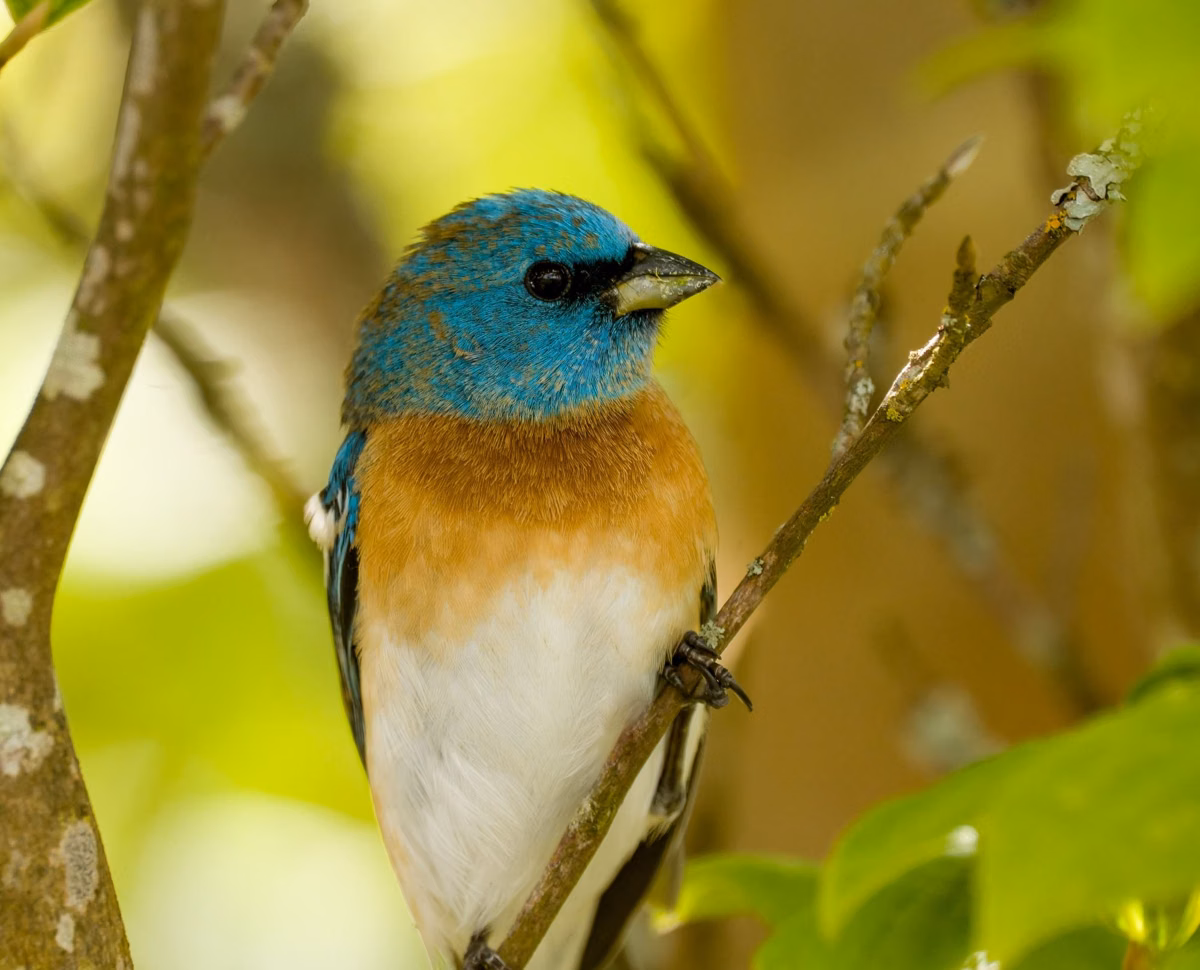 A male lazuli bunting with a turquoise head and orange breast perched on a branch