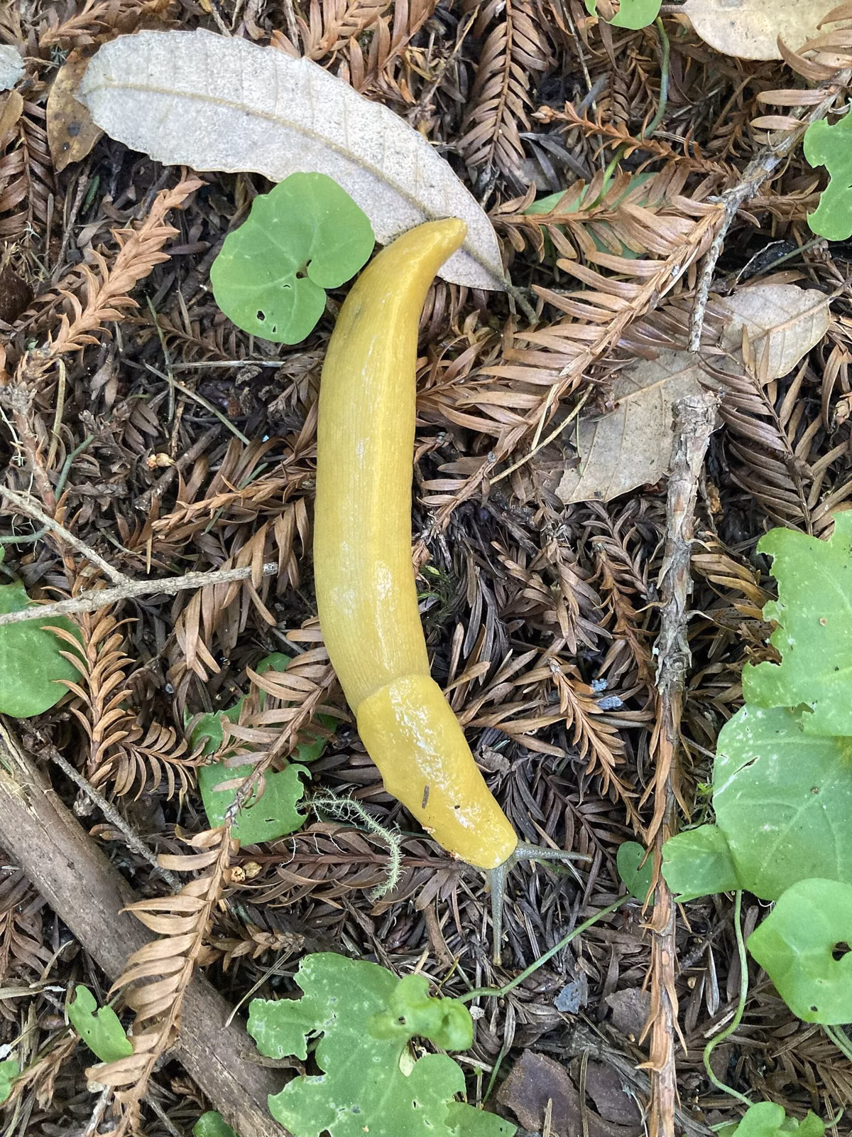 A Pacific banana slug on leaves and redwood litter on the forest floor