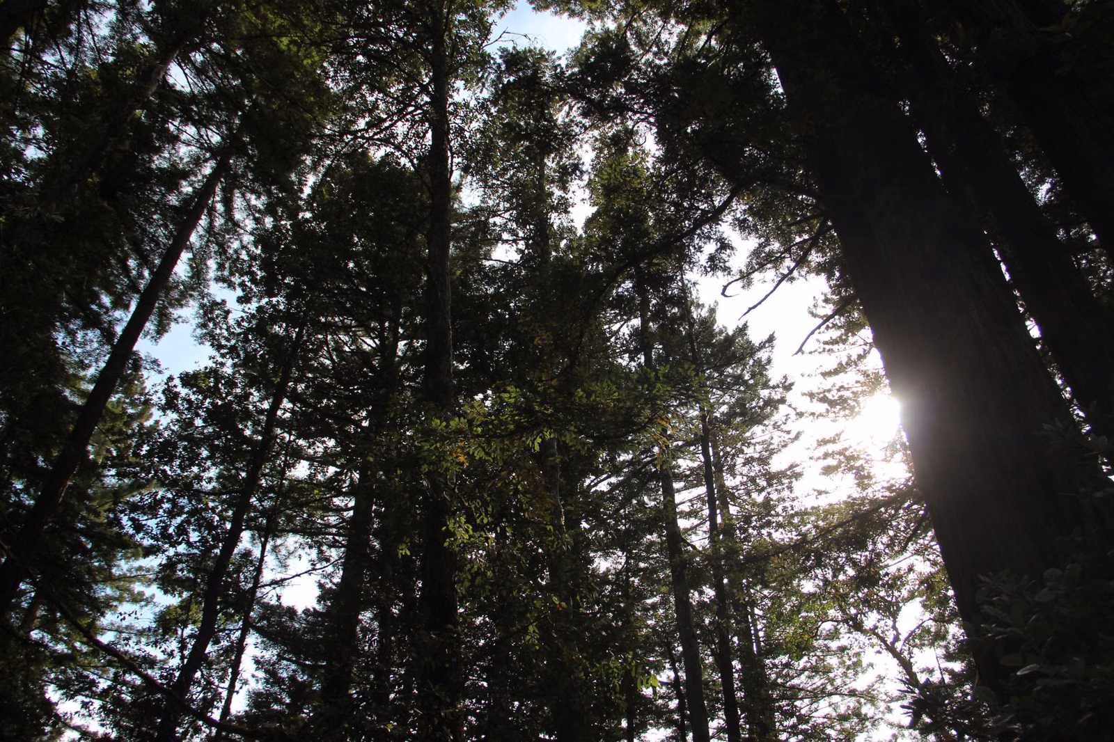 Sun breaking through tall redwoods seen from the forest floor