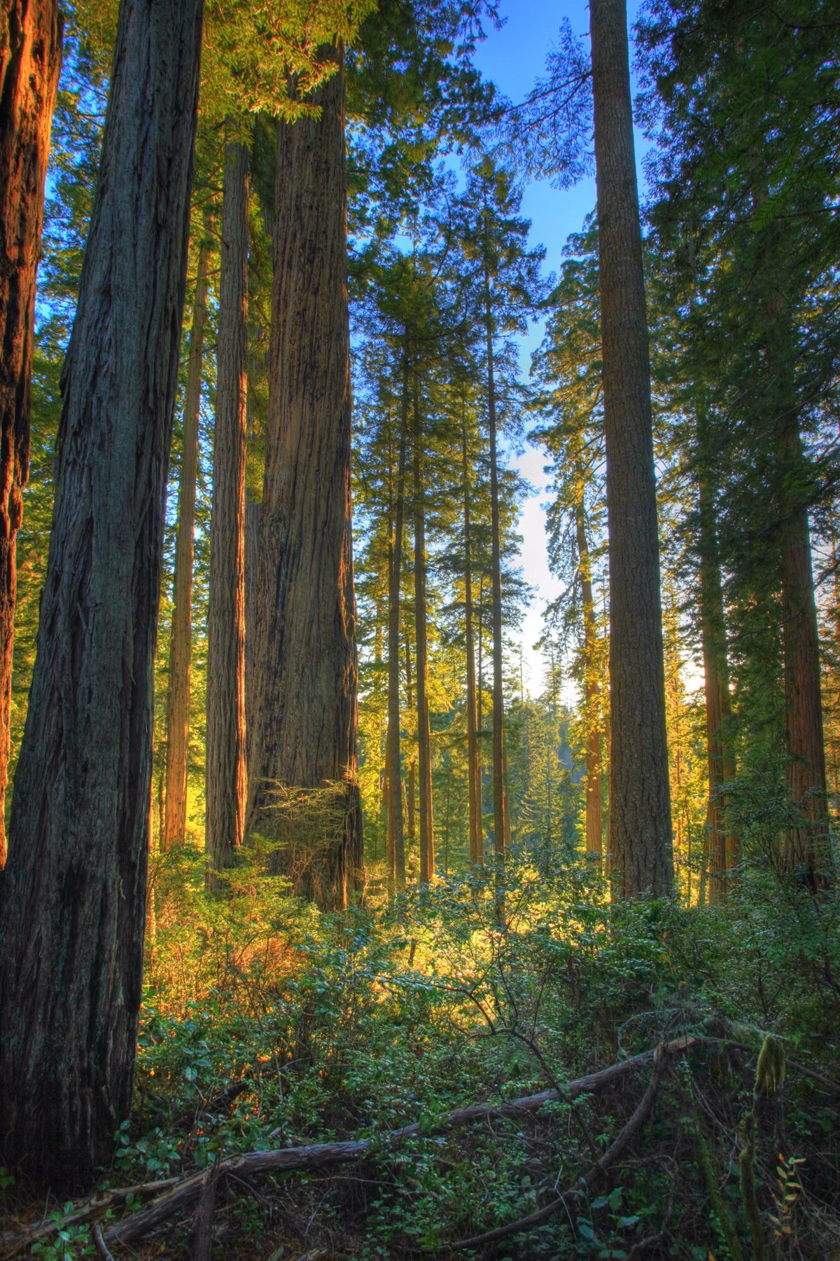 Morning light falling through a redwood forest