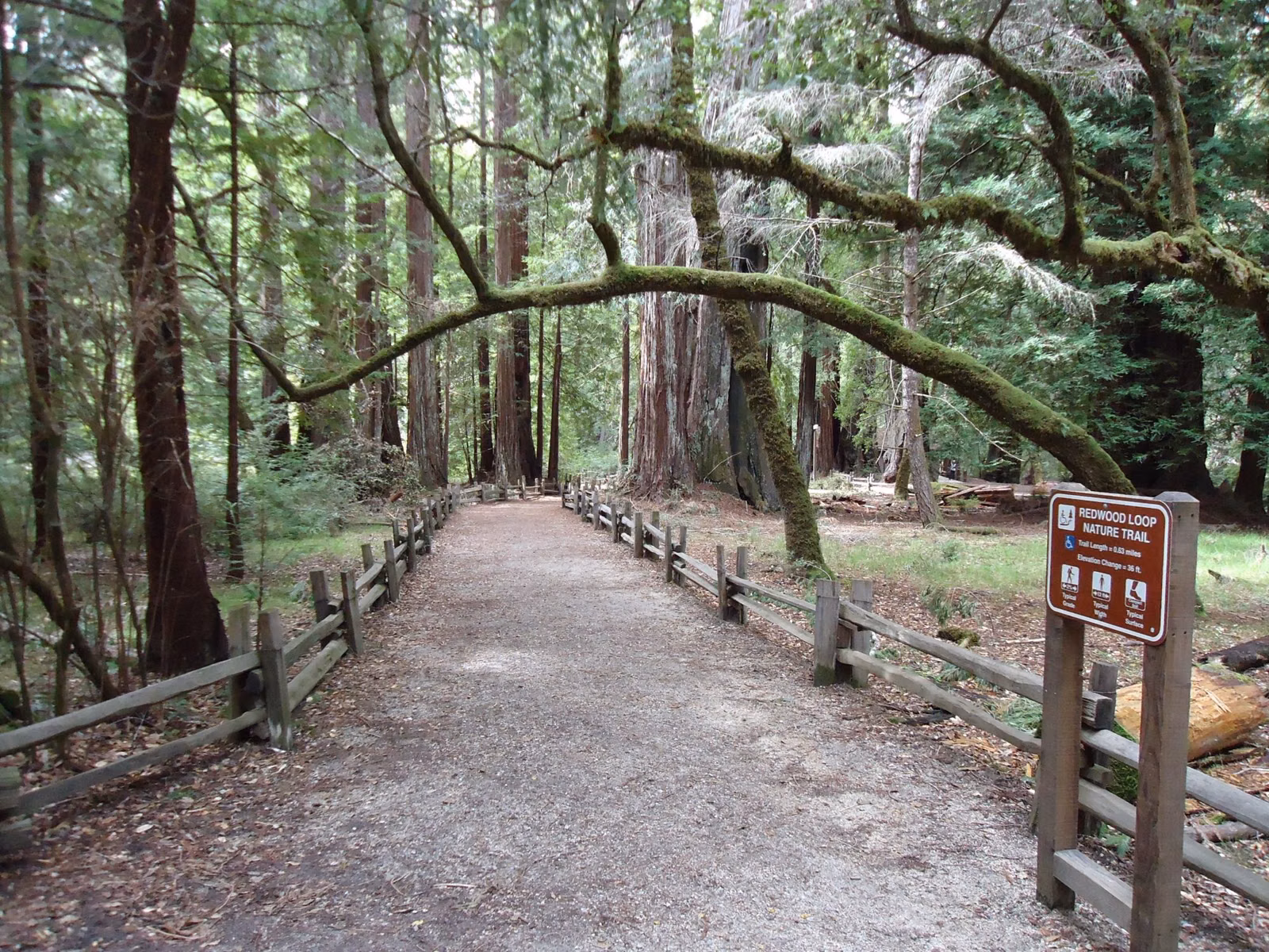 A wide fenced nature trail through redwoods at Big Basin Redwoods State Park