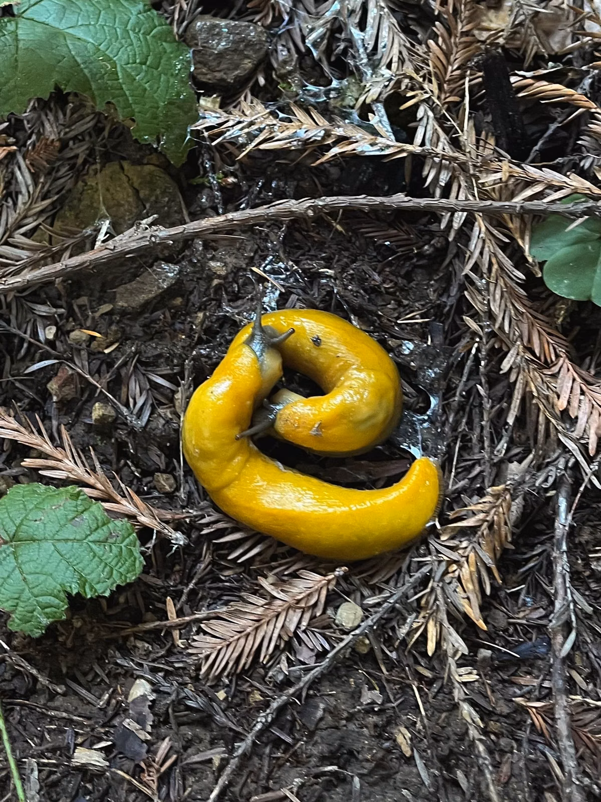 Two bright yellow Pacific banana slugs on redwood needles and clover on the forest floor