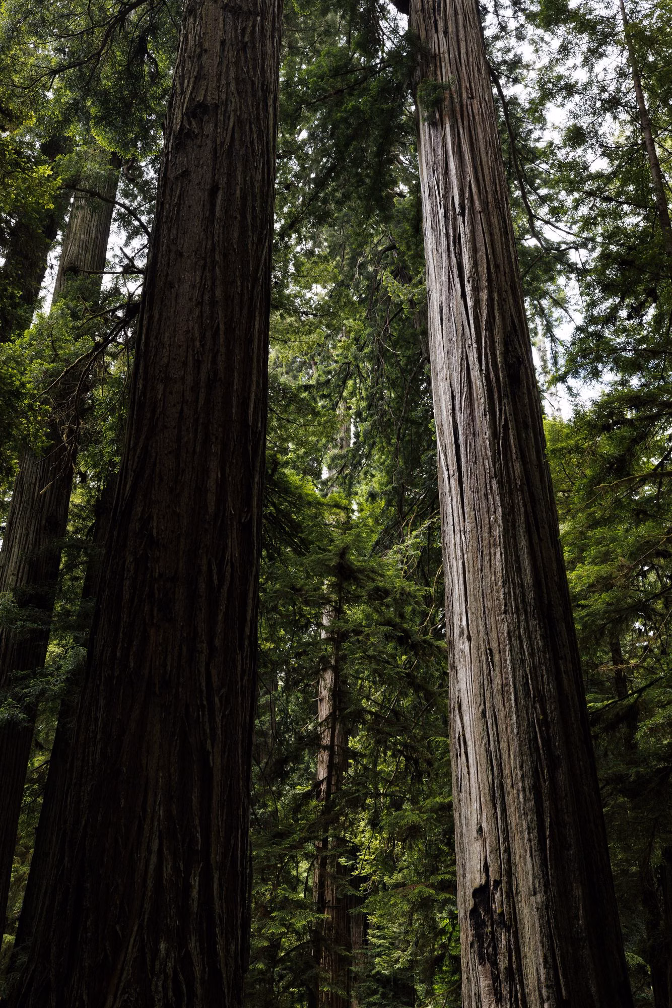 Tall straight redwood trunks in a quiet old-growth grove