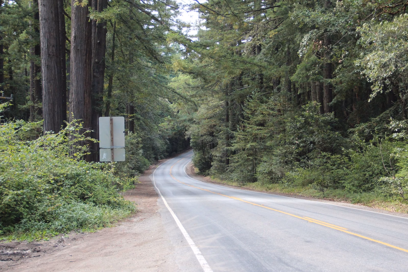 A two-lane mountain highway winding through redwood forest in the Santa Cruz Mountains