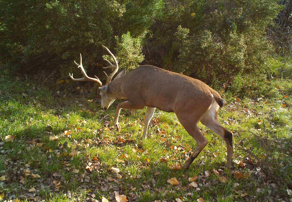 A black-tailed deer browsing on a grassy forest edge