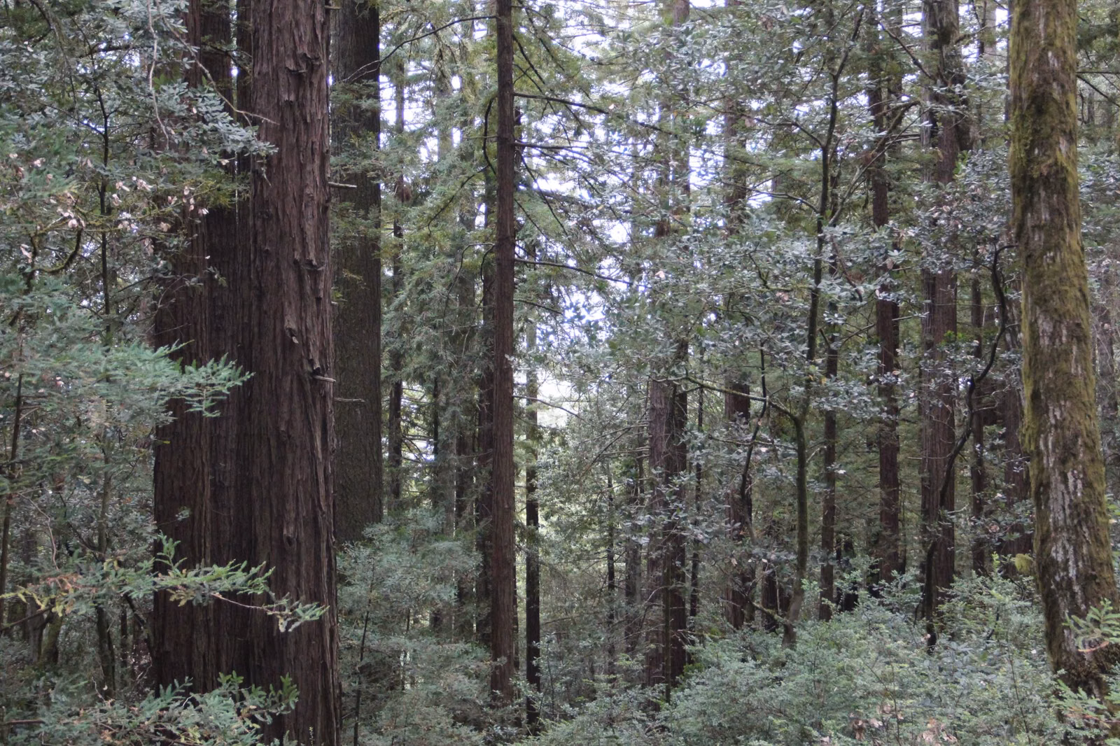 A stand of second-growth redwoods along a forest road in the Santa Cruz Mountains