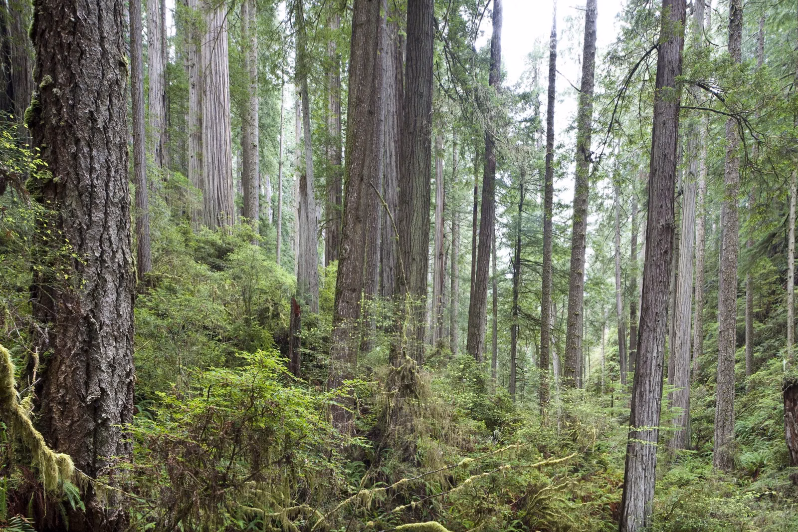 A dense redwood forest with a green understory