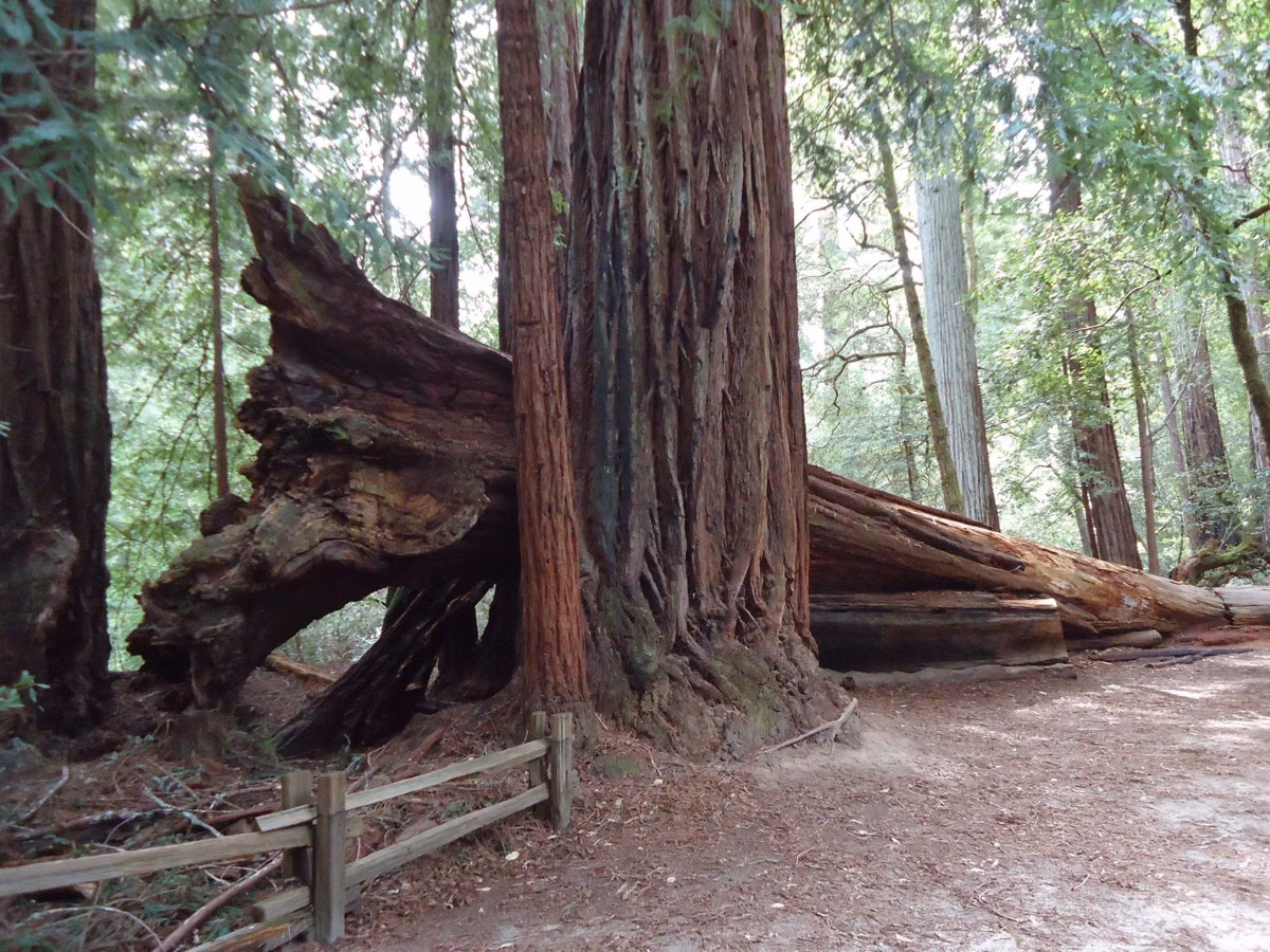 A huge fallen redwood beside a fenced trail in the Big Basin old-growth grove