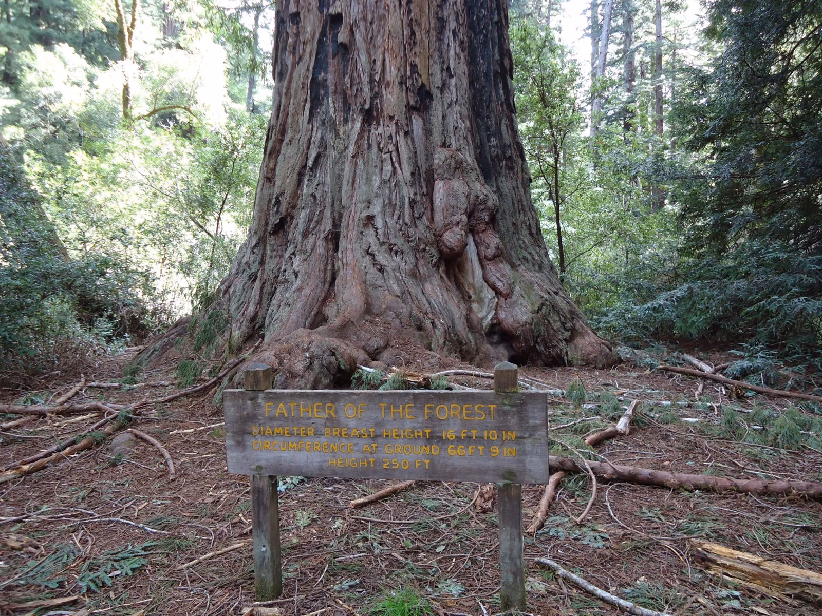 The Father of the Forest, a giant old-growth coast redwood with a sign at its base, on the Redwood Loop at Big Basin (2015)