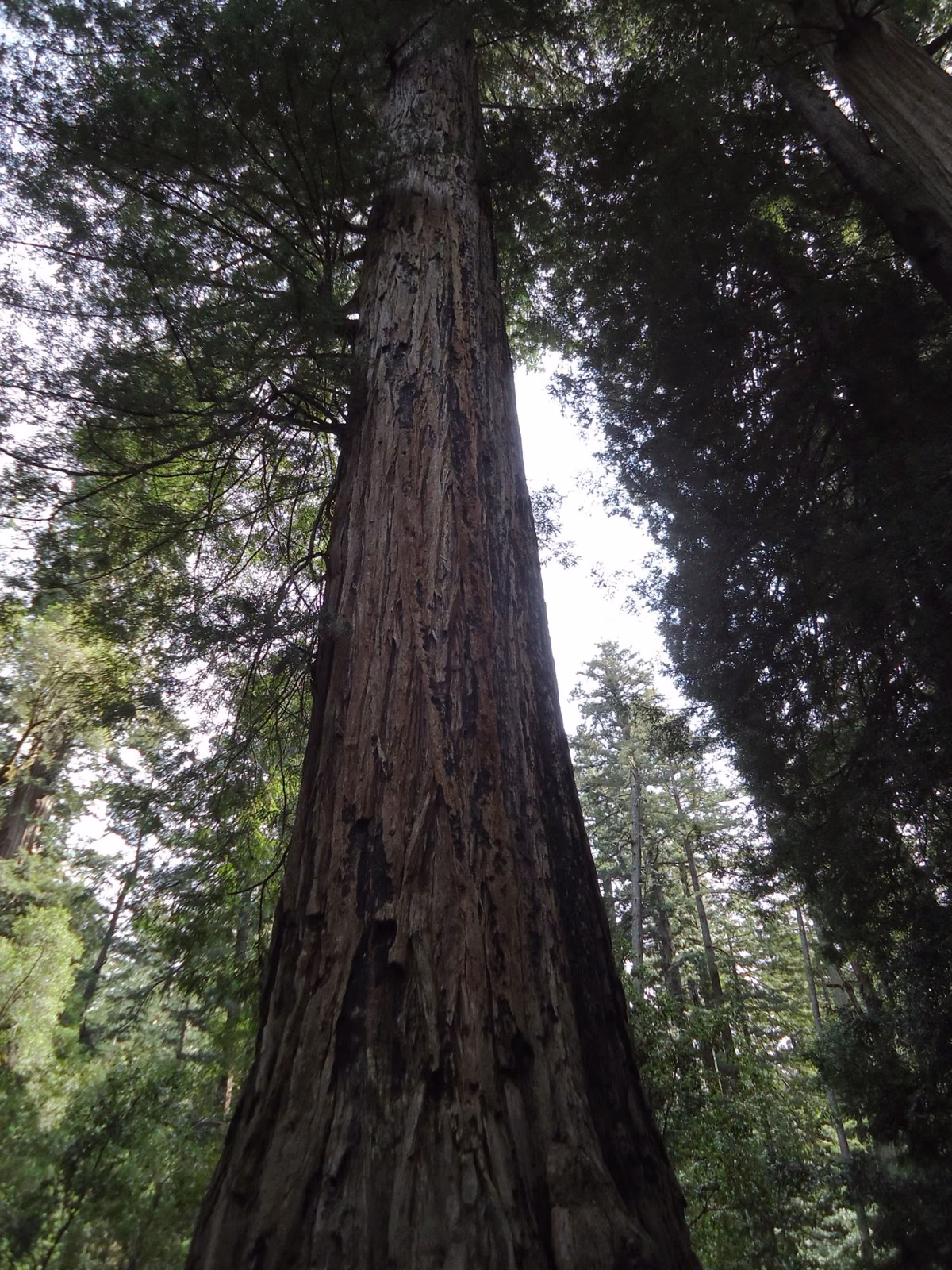 Looking up the trunk of a giant old-growth redwood at Big Basin Redwoods State Park