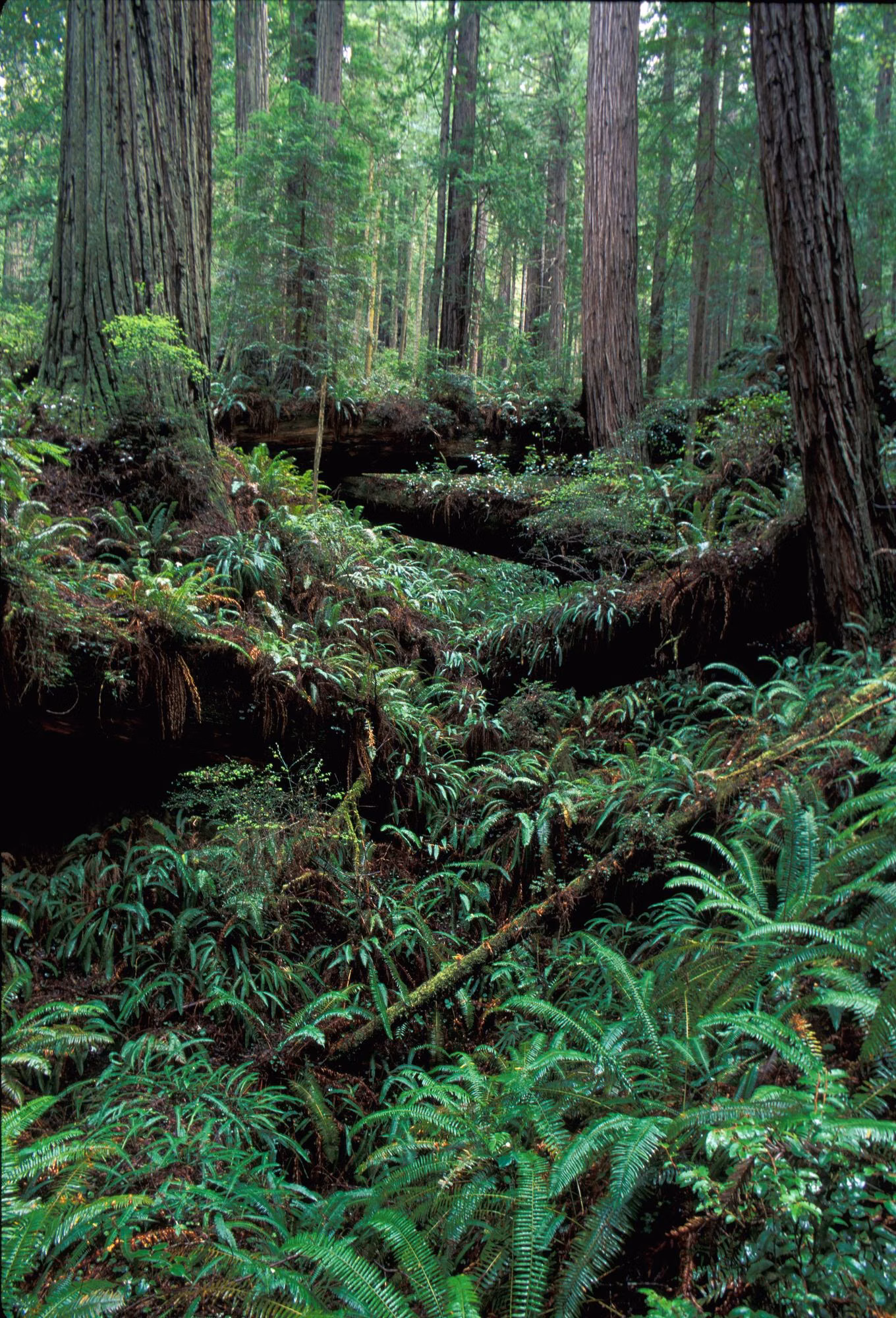 Redwood trunks above a fern-covered forest floor
