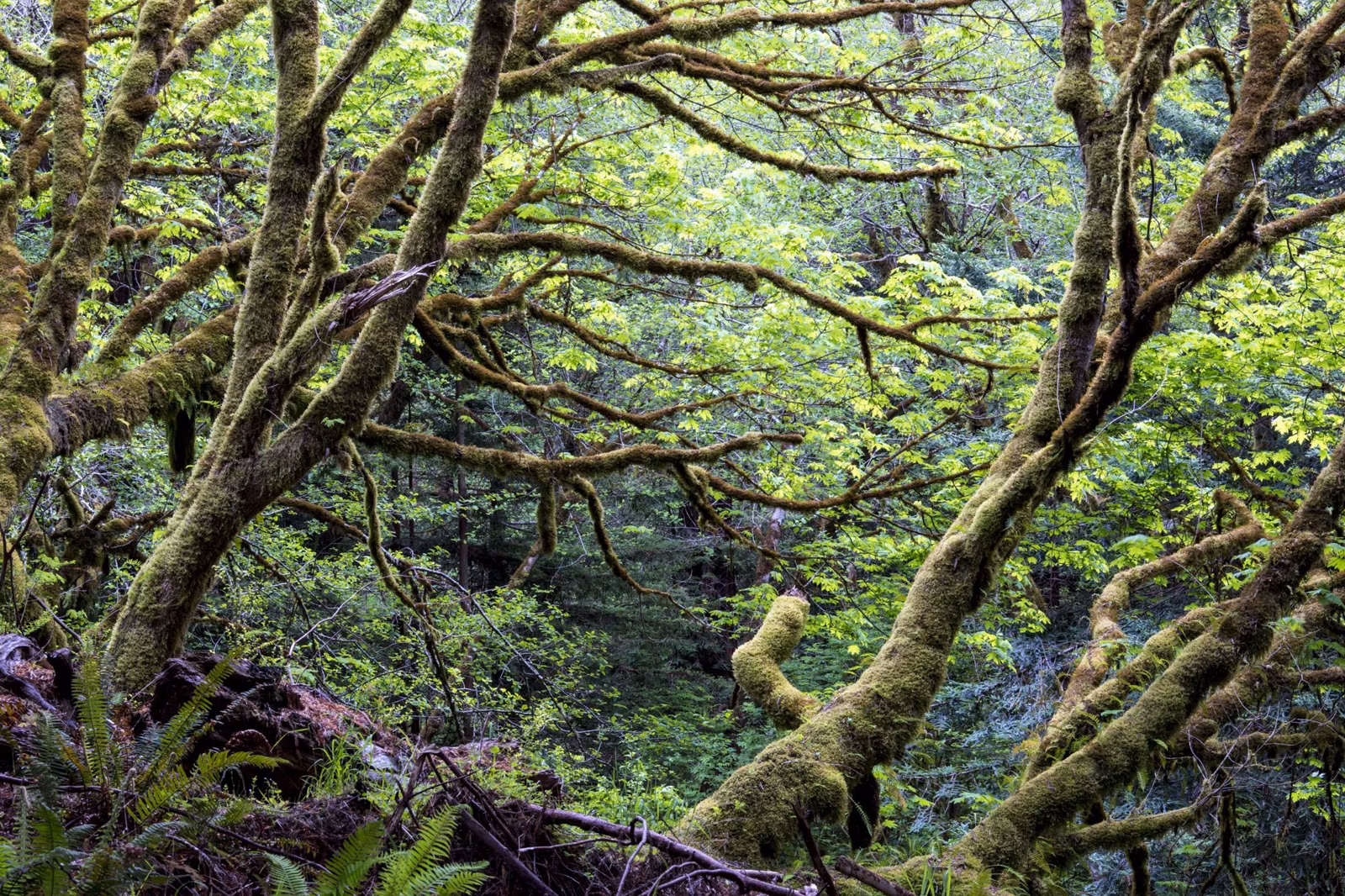 Moss-covered branches arching over a forest creek