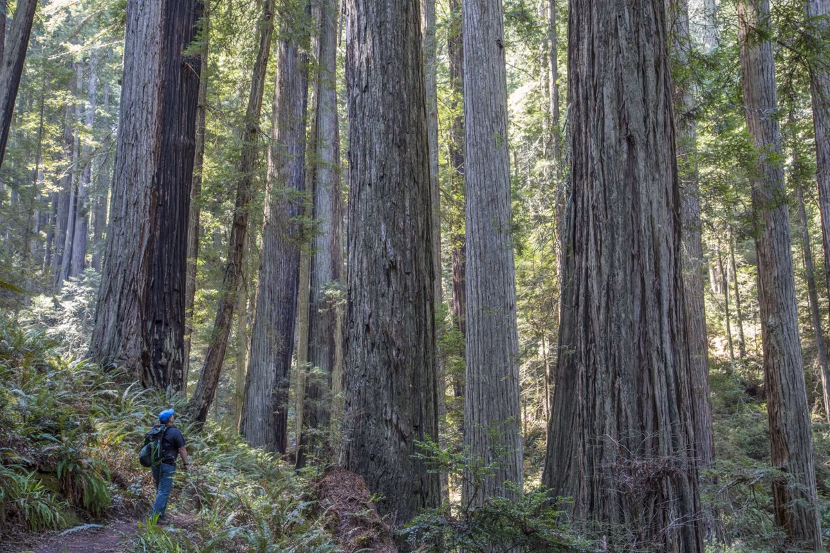 A trail winding between big redwood trunks and ferns